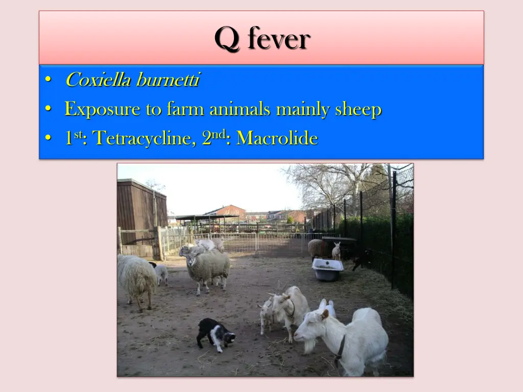 q fever
