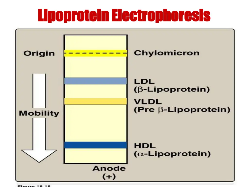 lipoprotein lipoproteinelectrophoresis