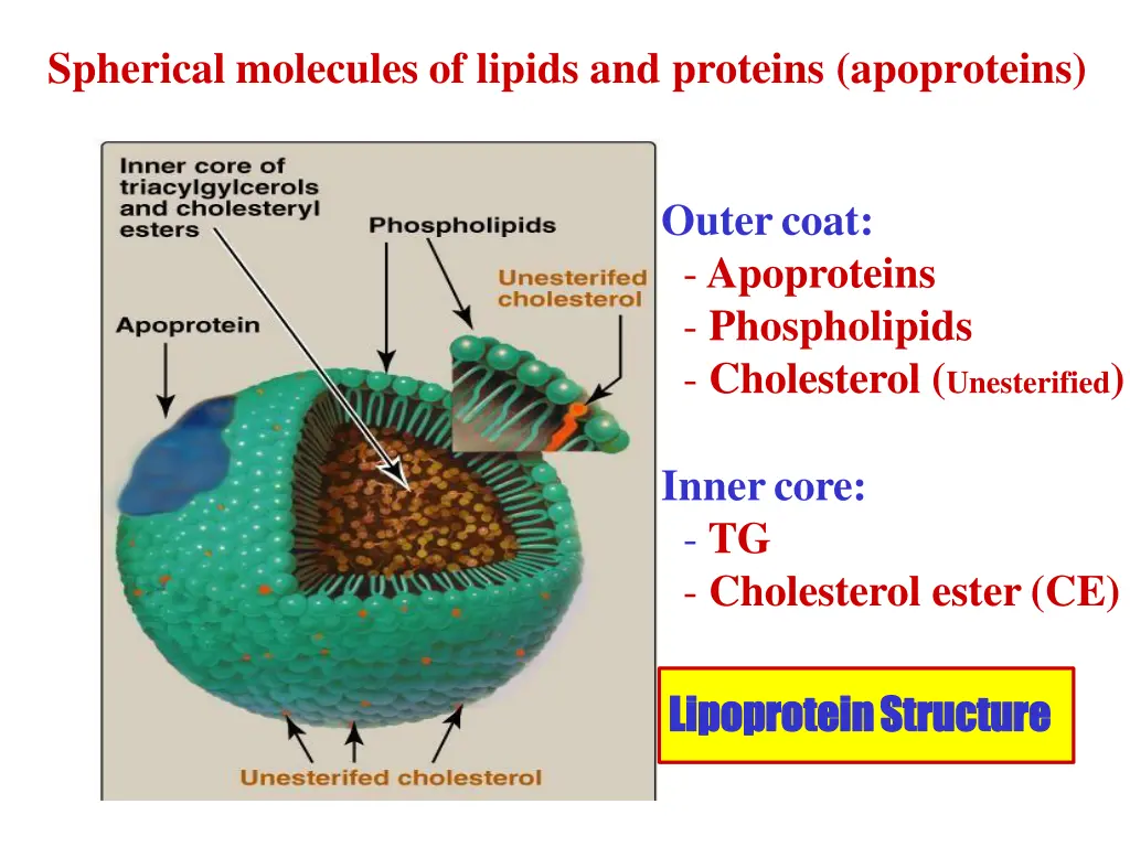 spherical molecules of lipids and proteins