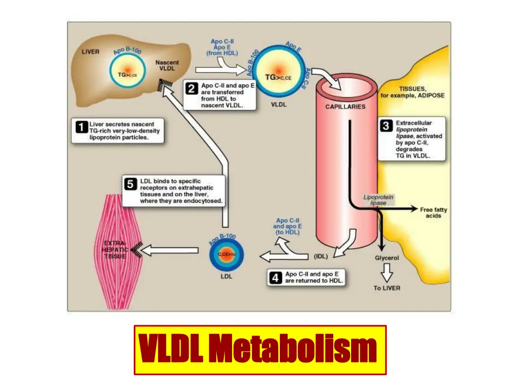 vldl vldlmetabolism metabolism