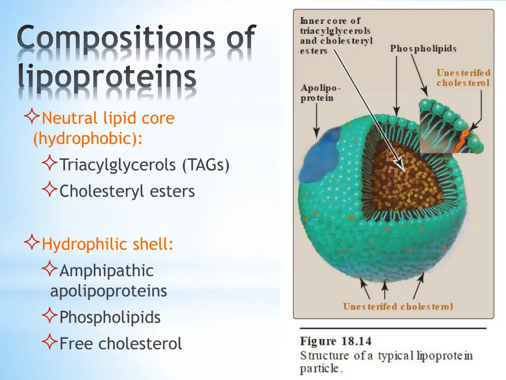 compositions of lipoproteins neutral lipid core