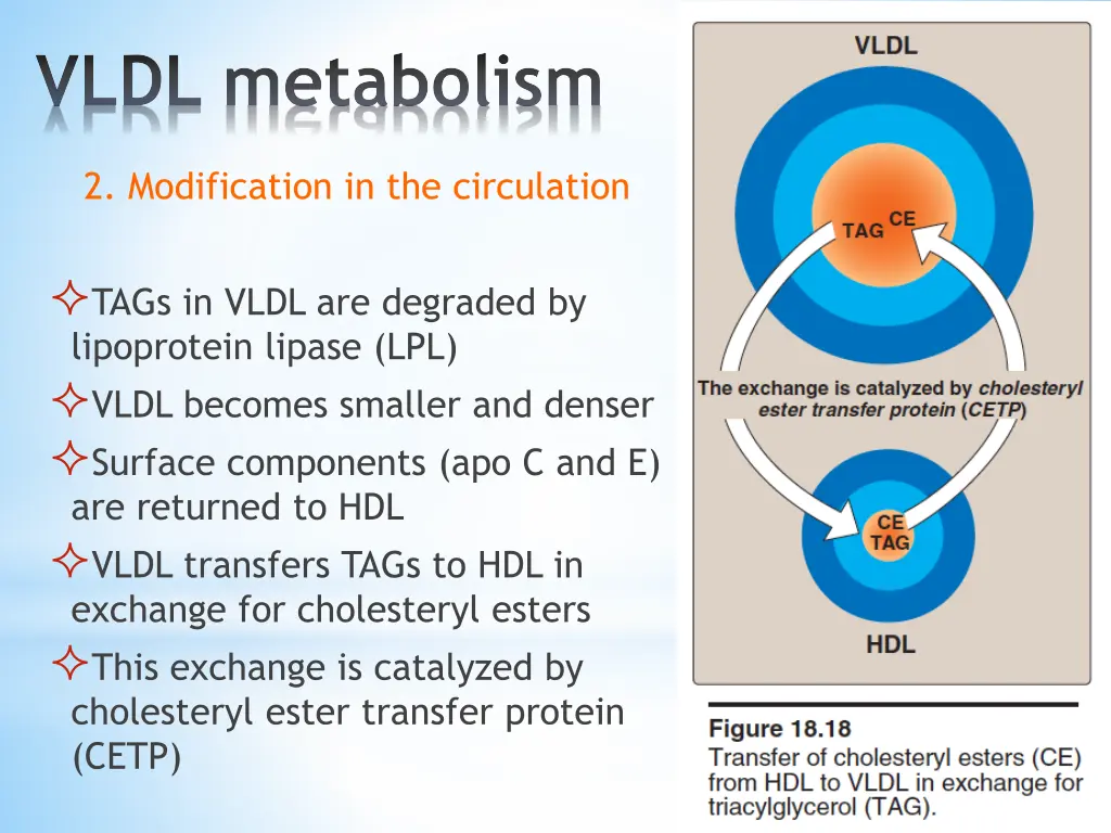 vldl metabolism 2