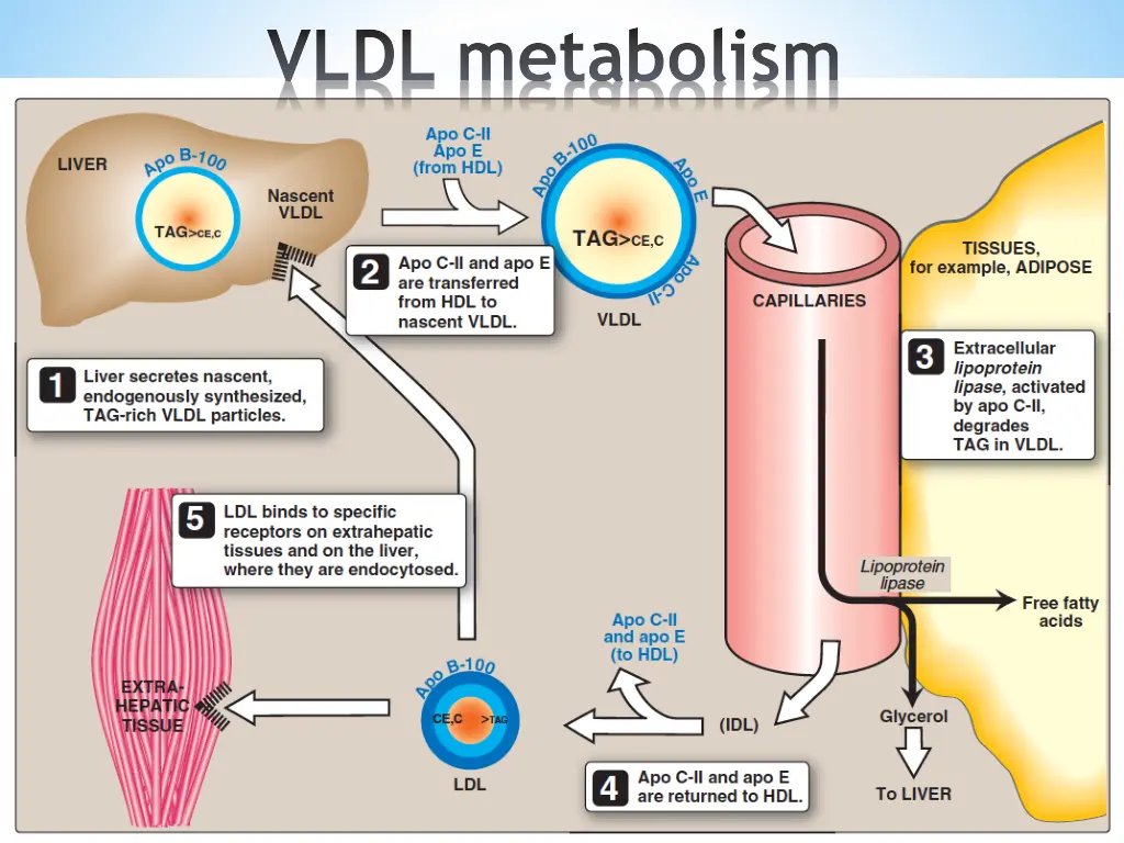 vldl metabolism