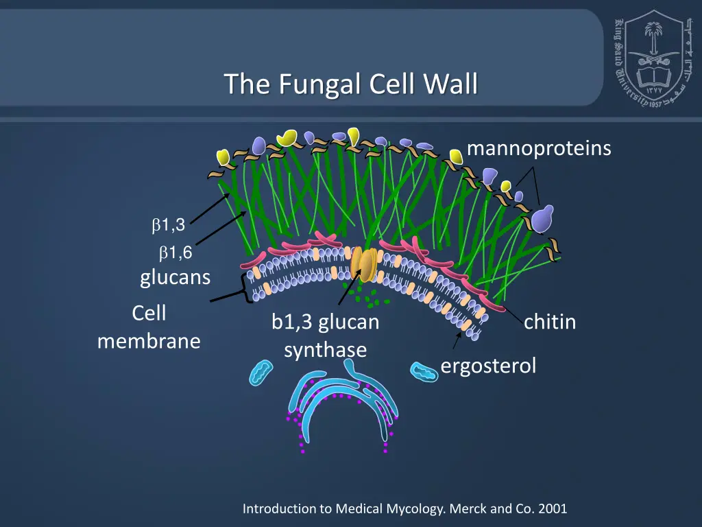 the fungal cell wall