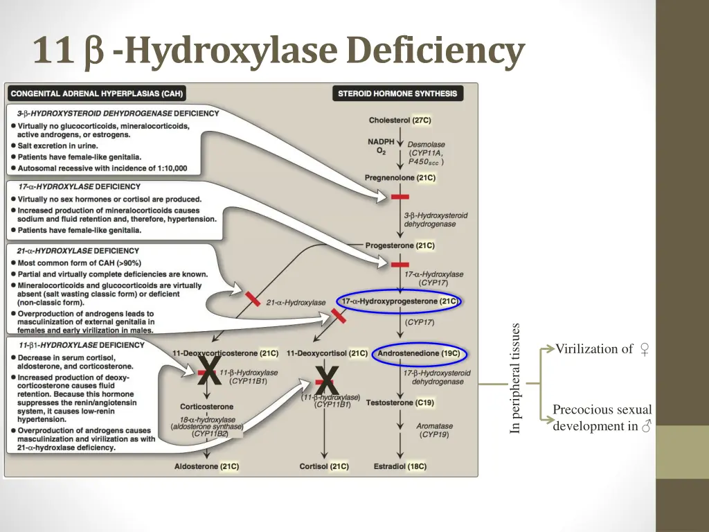 11 hydroxylase deficiency 1