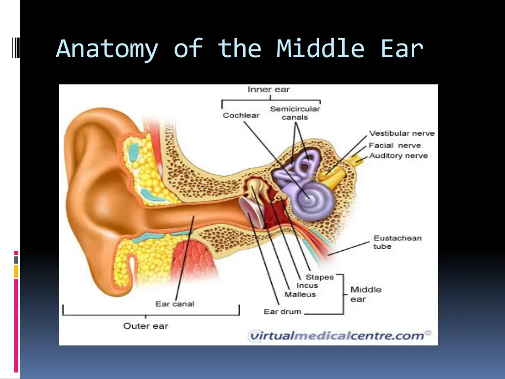 anatomy of the middle ear