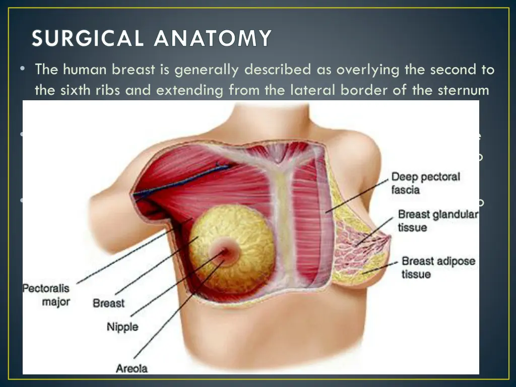 surgical anatomy the human breast is generally