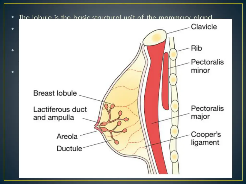 the lobule is the basic structural unit