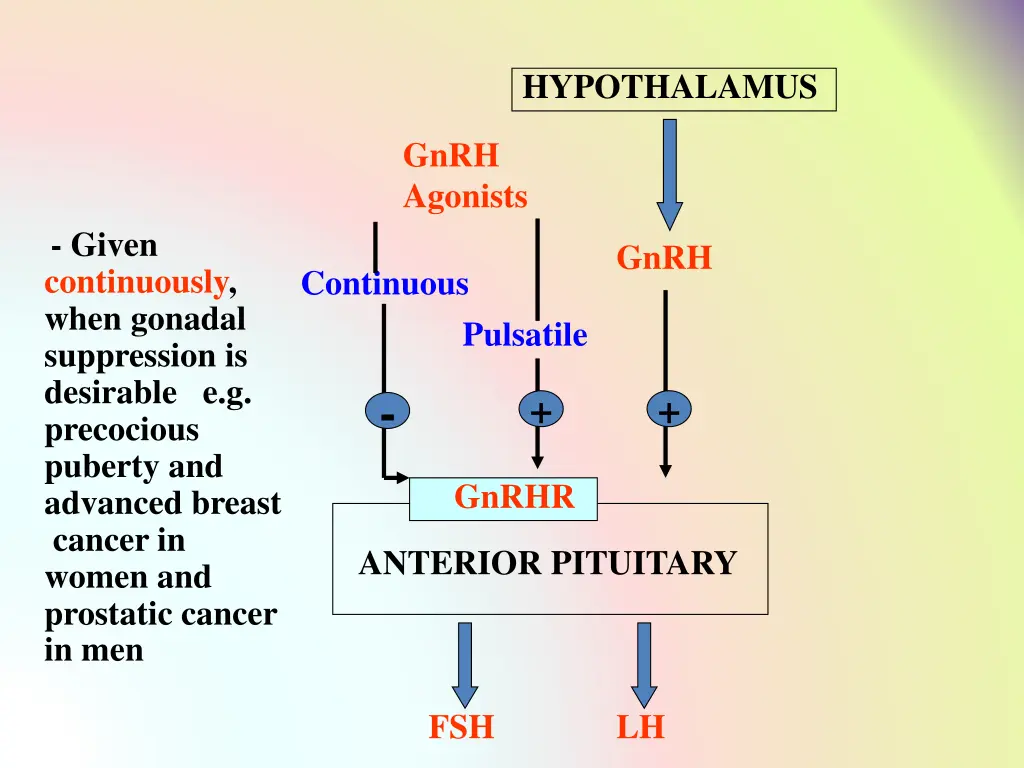hypothalamus
