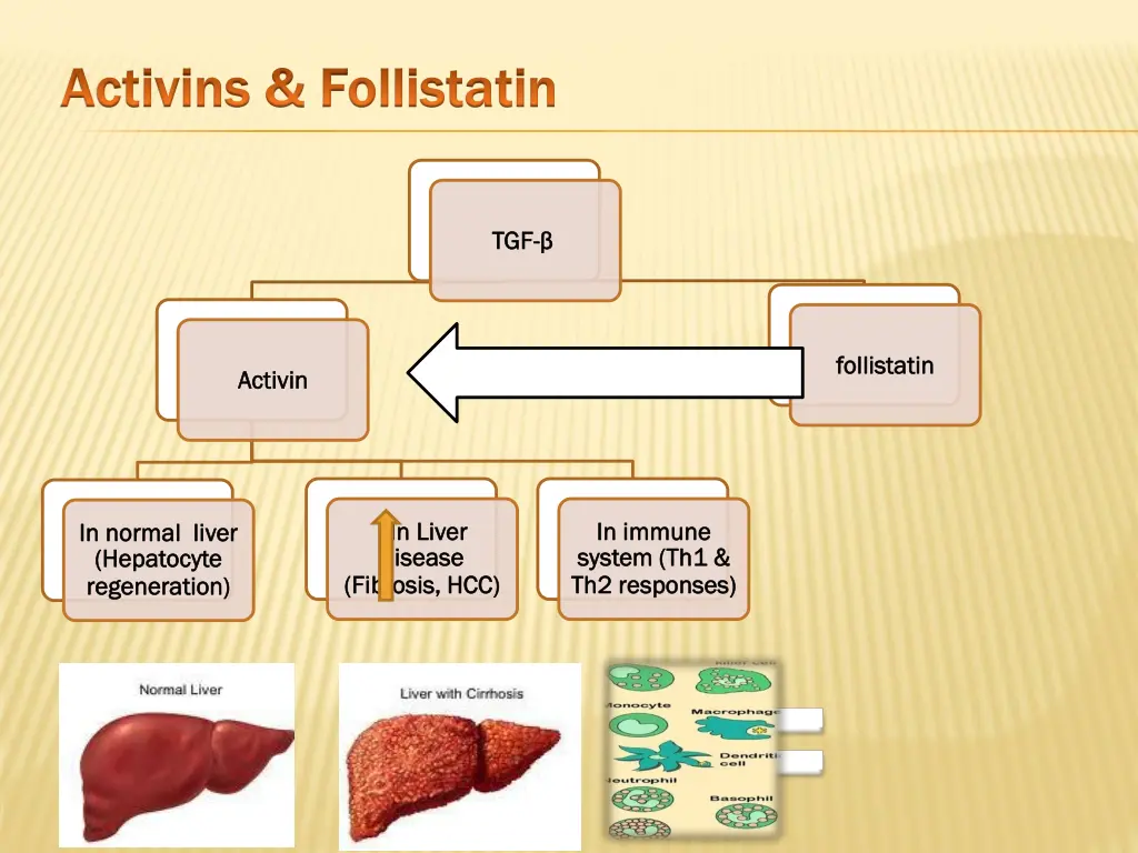 activins activins follistatin