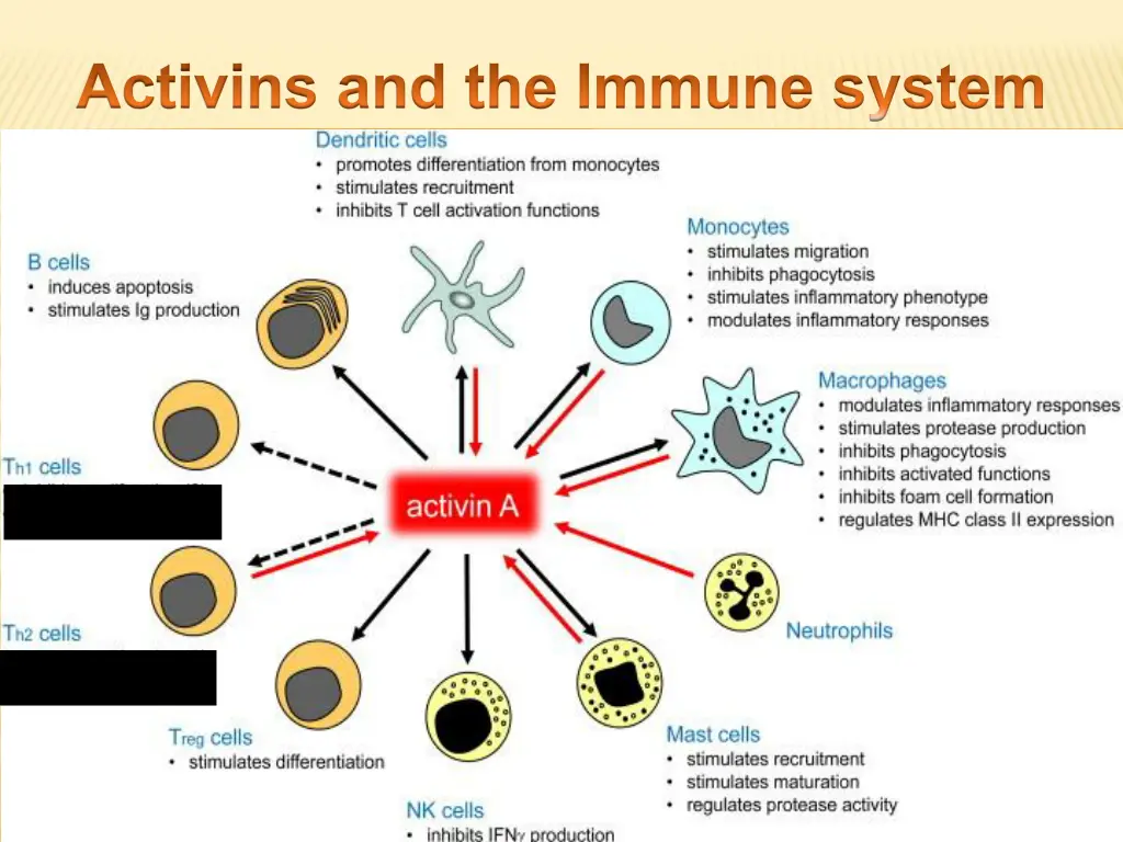 activins and the immune system