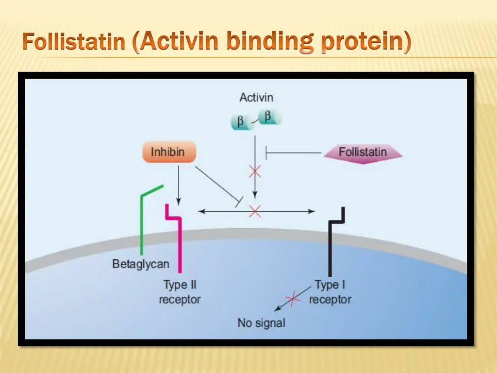 follistatin follistatin activin