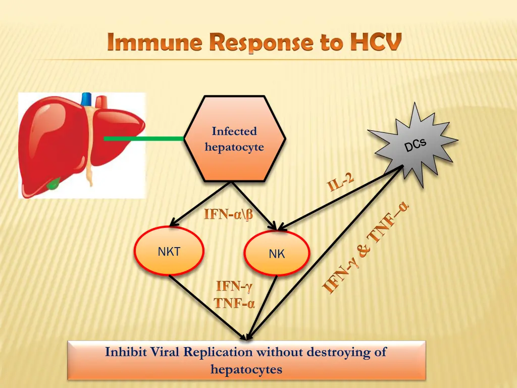 immune response to hcv