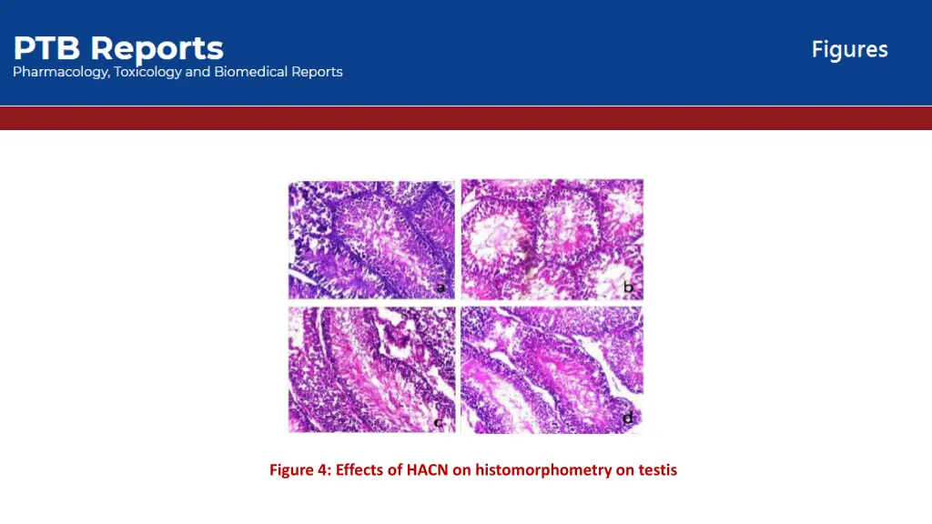 figure 4 effects of hacn on histomorphometry