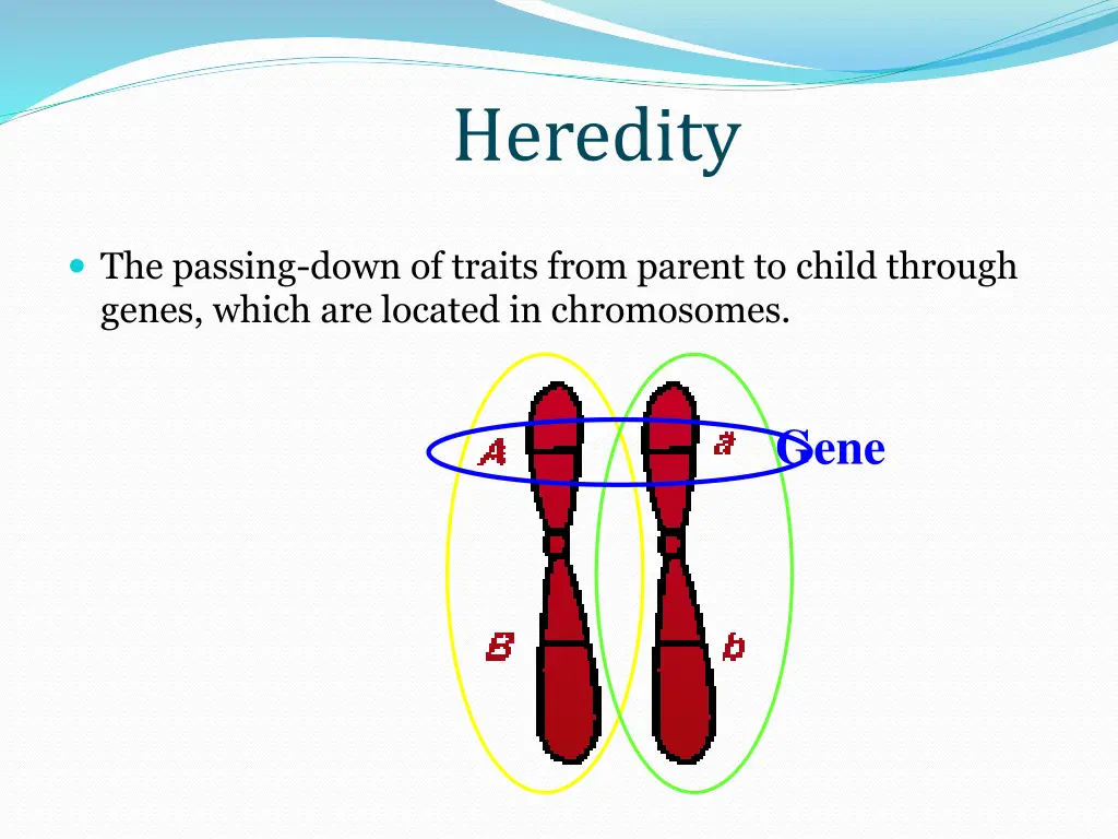 heredity
