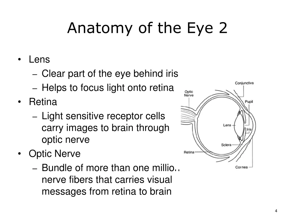 anatomy of the eye 2