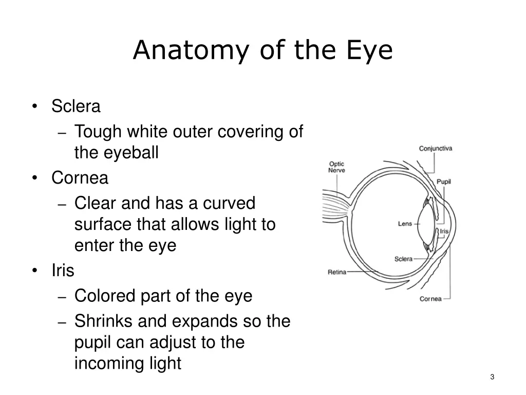 anatomy of the eye