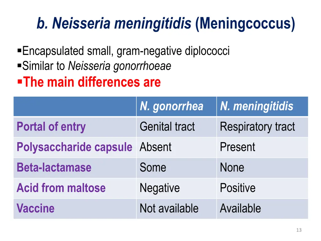 b neisseria meningitidis meningcoccus