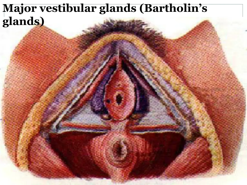 major vestibular glands bartholin s glands
