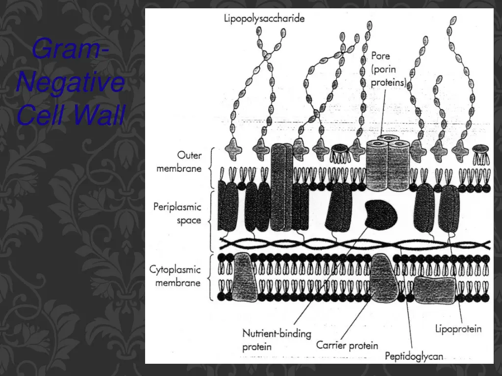 gram negative cell wall