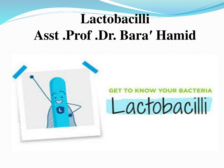 lactobacilli