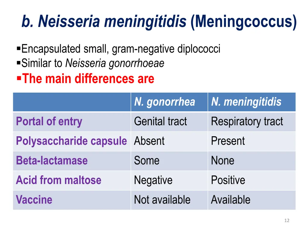 b neisseria meningitidis meningcoccus