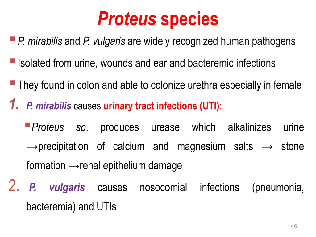 proteus species