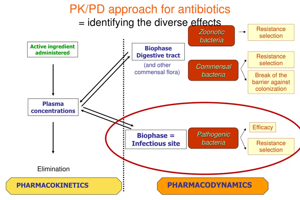 pk pd approach for antibiotics identifying 1