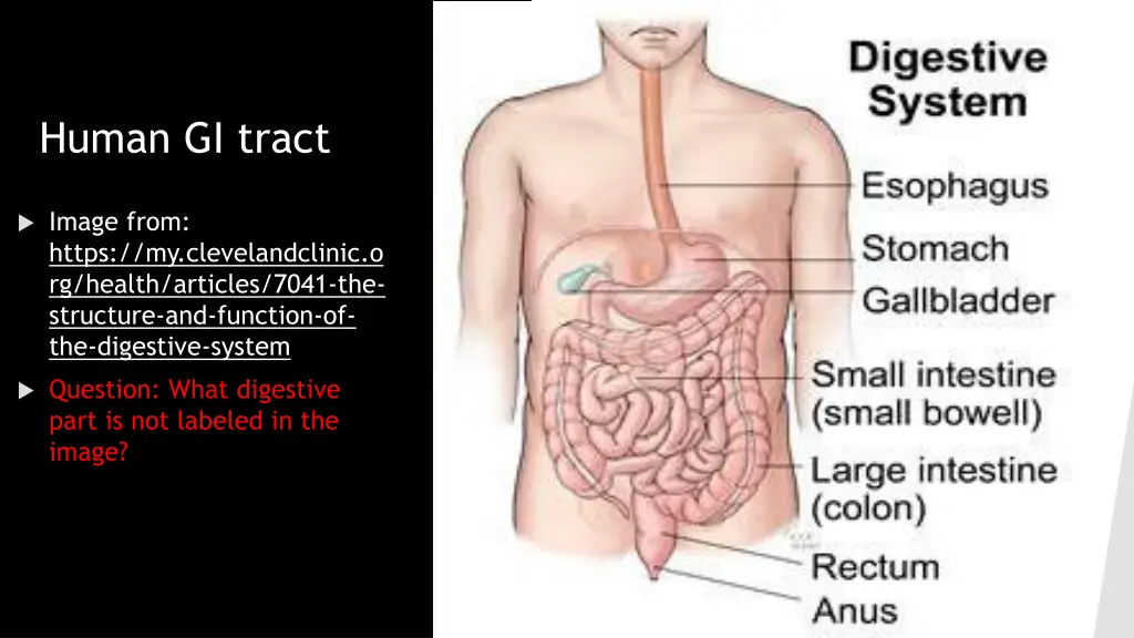 human gi tract