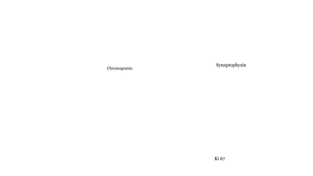 synaptophysin