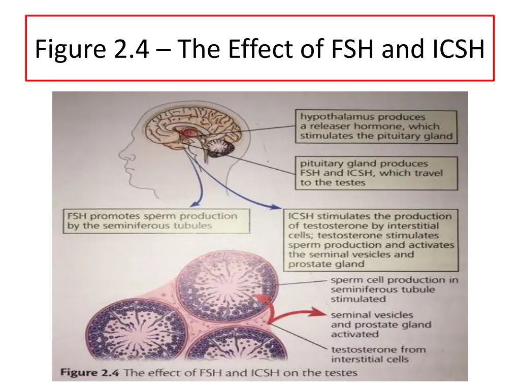 figure 2 4 the effect of fsh and icsh