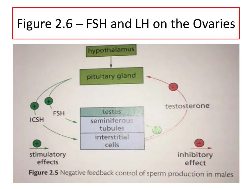 figure 2 6 fsh and lh on the ovaries