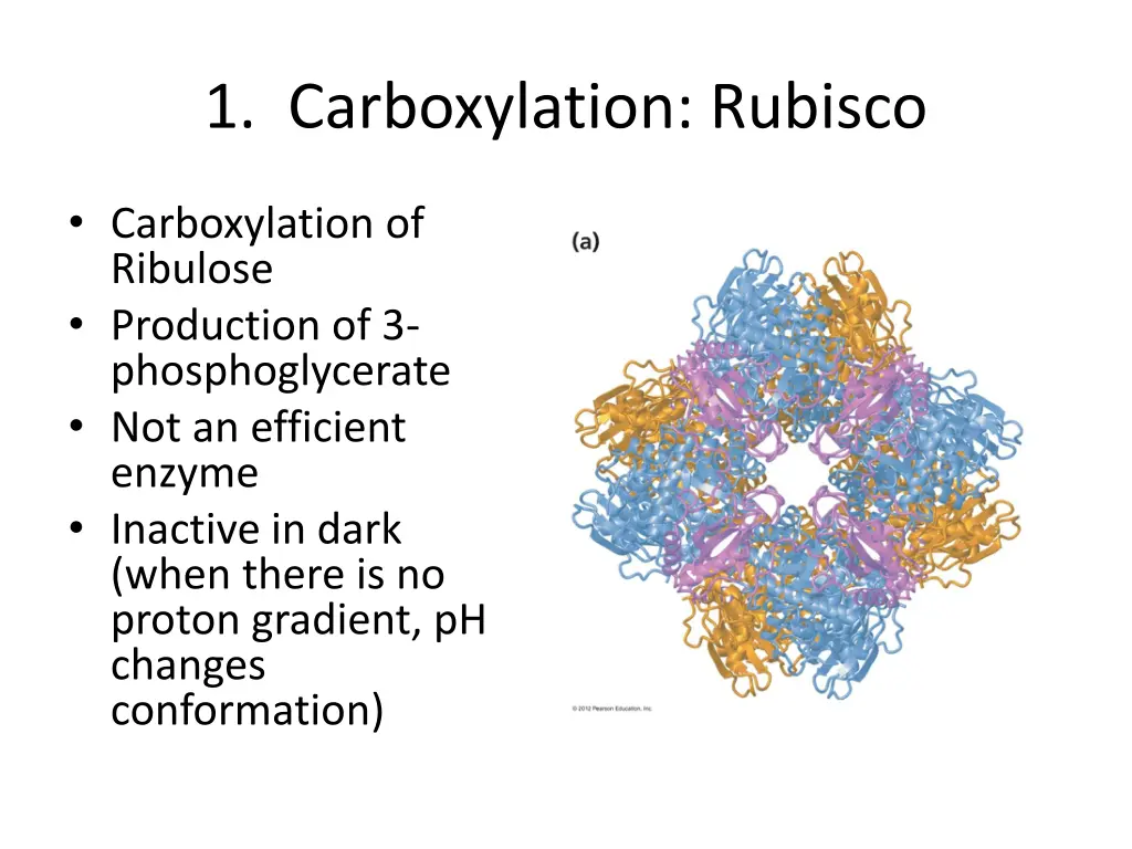 1 carboxylation rubisco