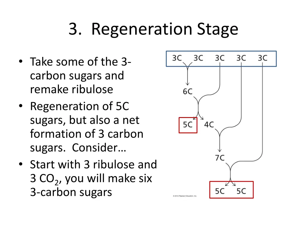 3 regeneration stage