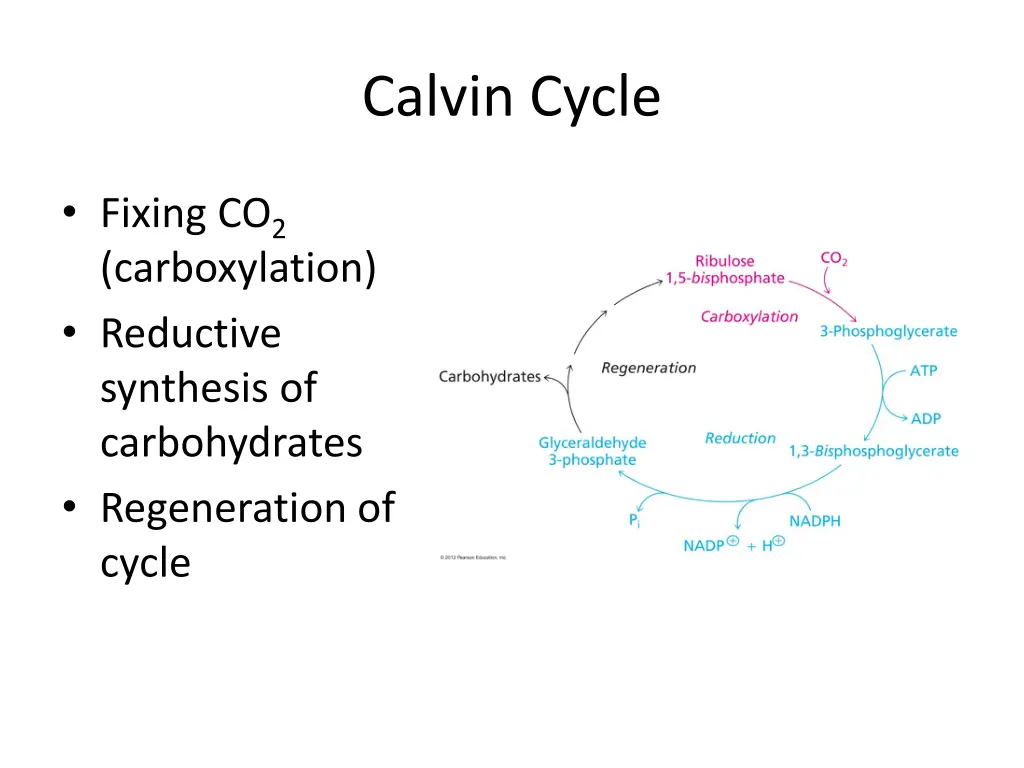 calvin cycle