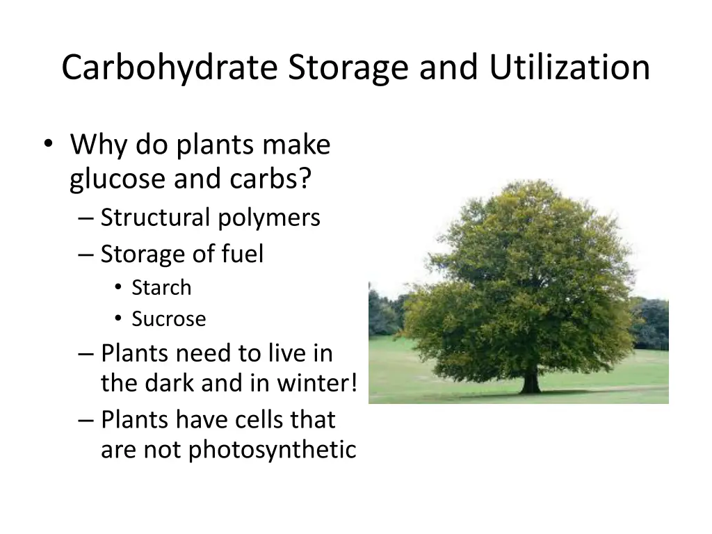 carbohydrate storage and utilization
