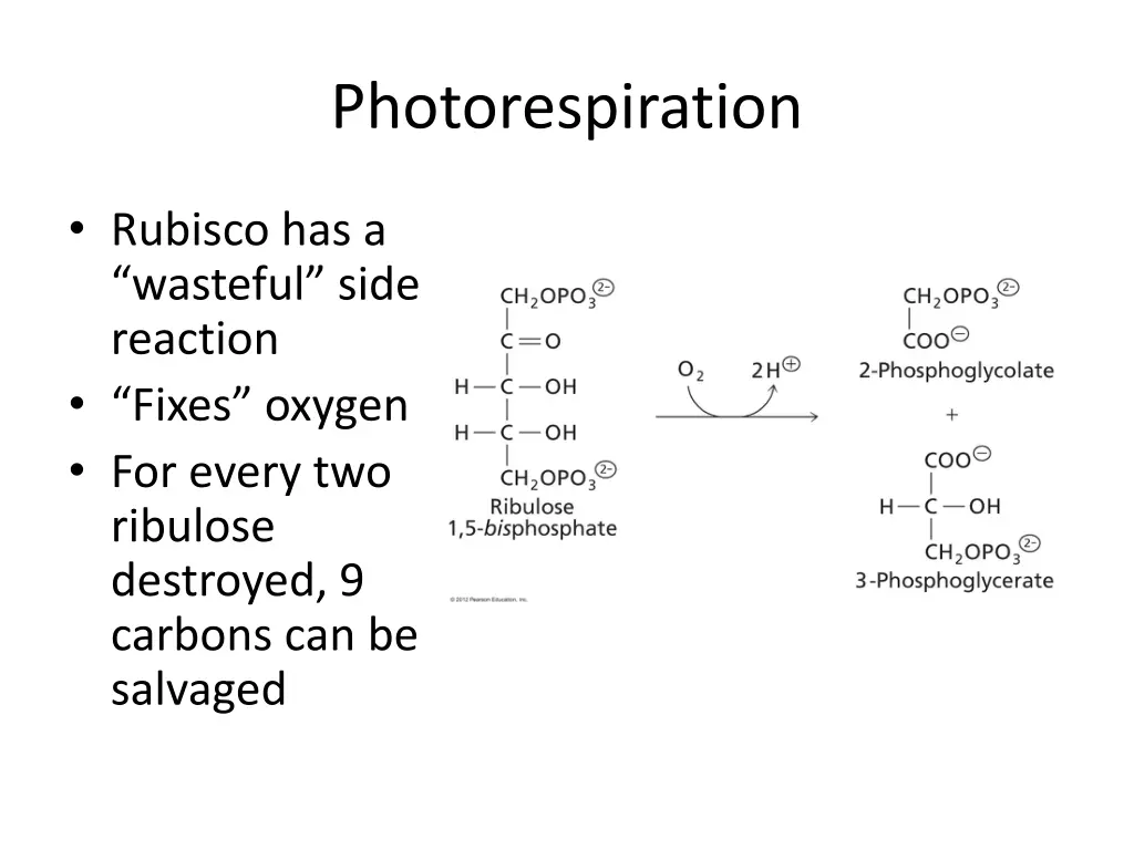 photorespiration