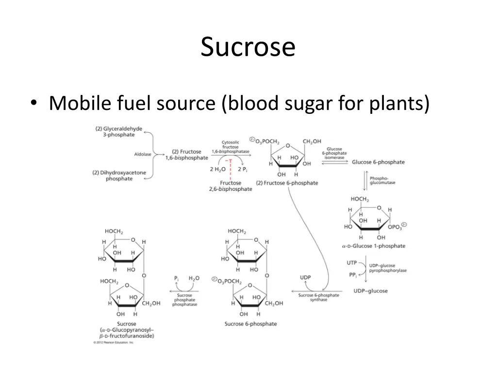 sucrose