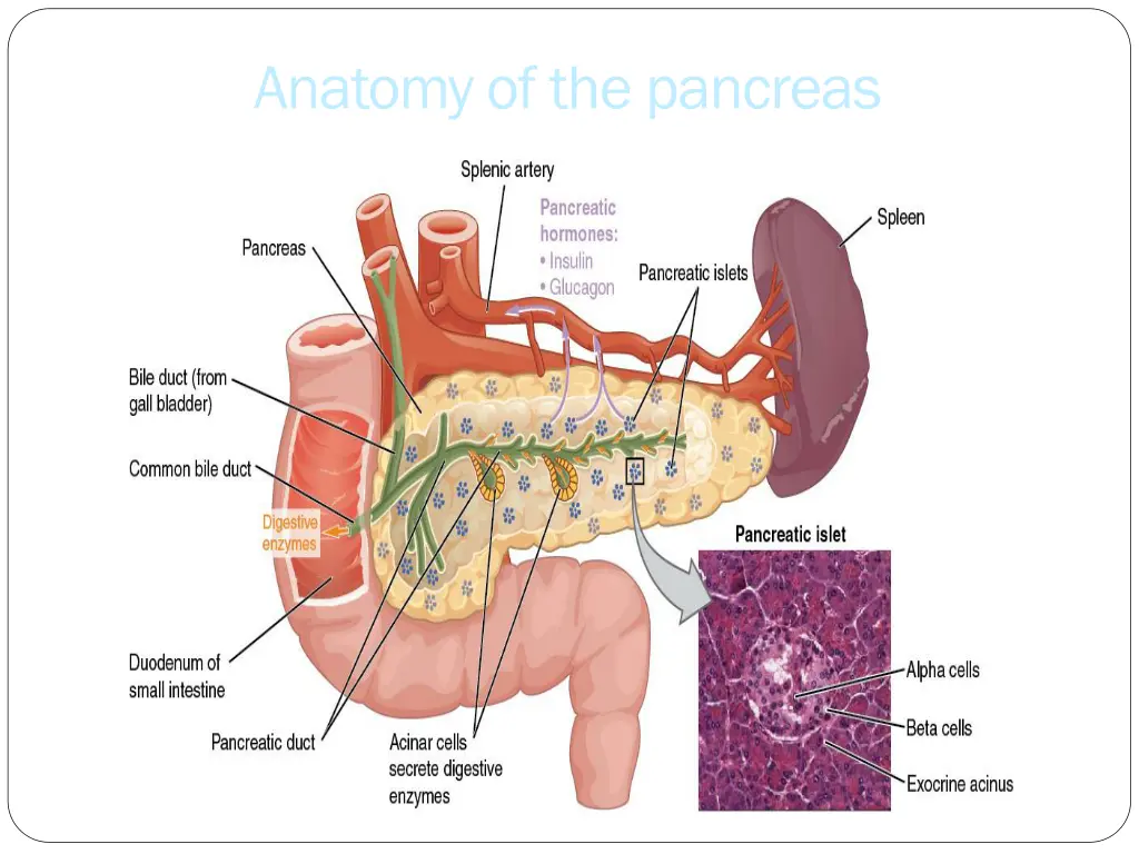 anatomy of the pancreas