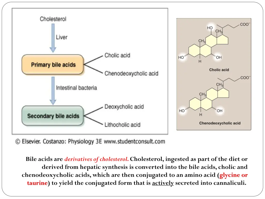 bile acids are derivatives of cholesterol