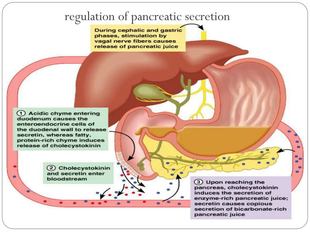 regulation of pancreatic secretion