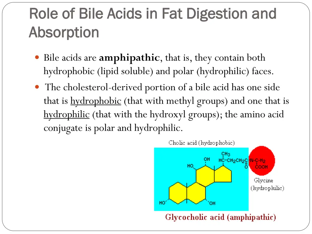 role of bile acids in fat digestion and role
