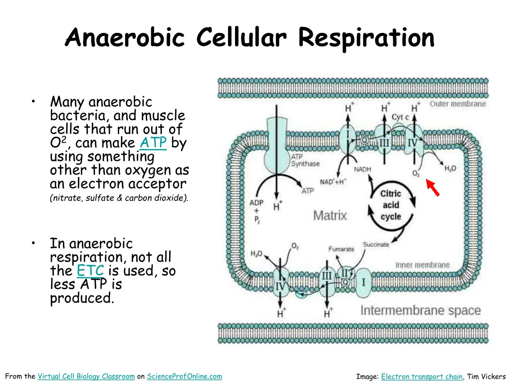 anaerobic cellular respiration