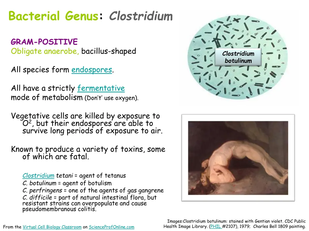 bacterial genus clostridium
