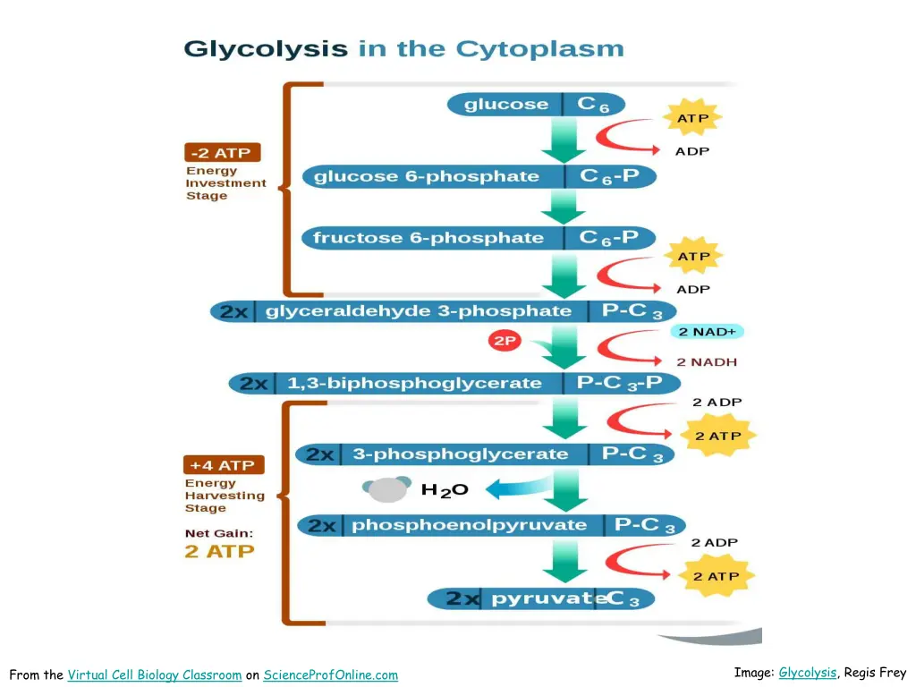 image glycolysis regis frey