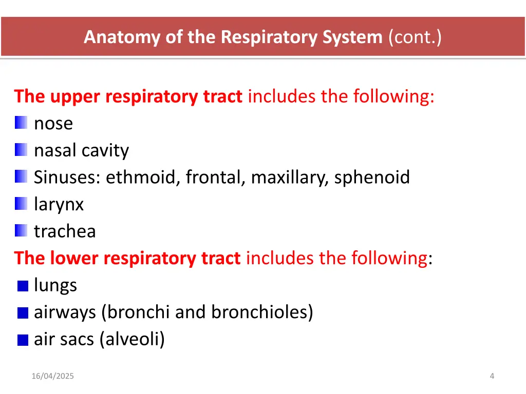 anatomy of the respiratory system cont 1