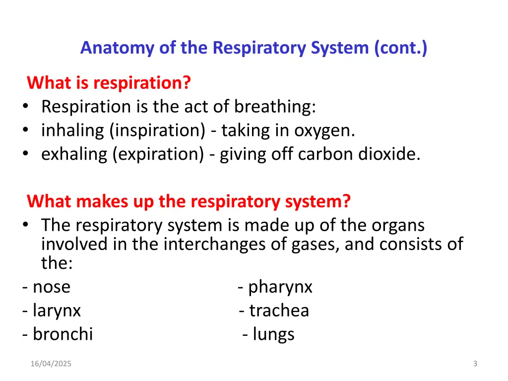 anatomy of the respiratory system cont
