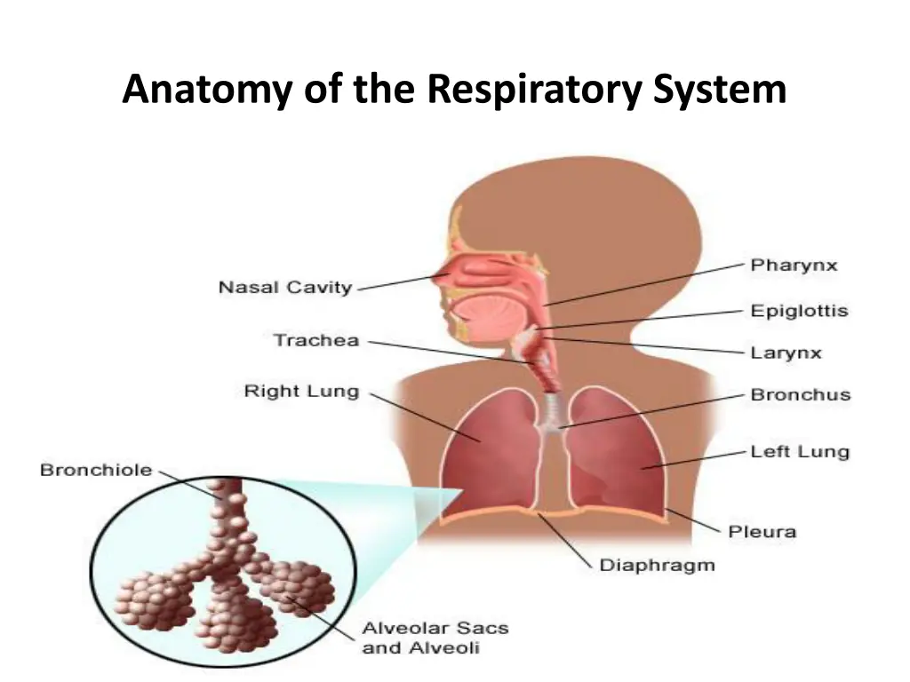 anatomy of the respiratory system