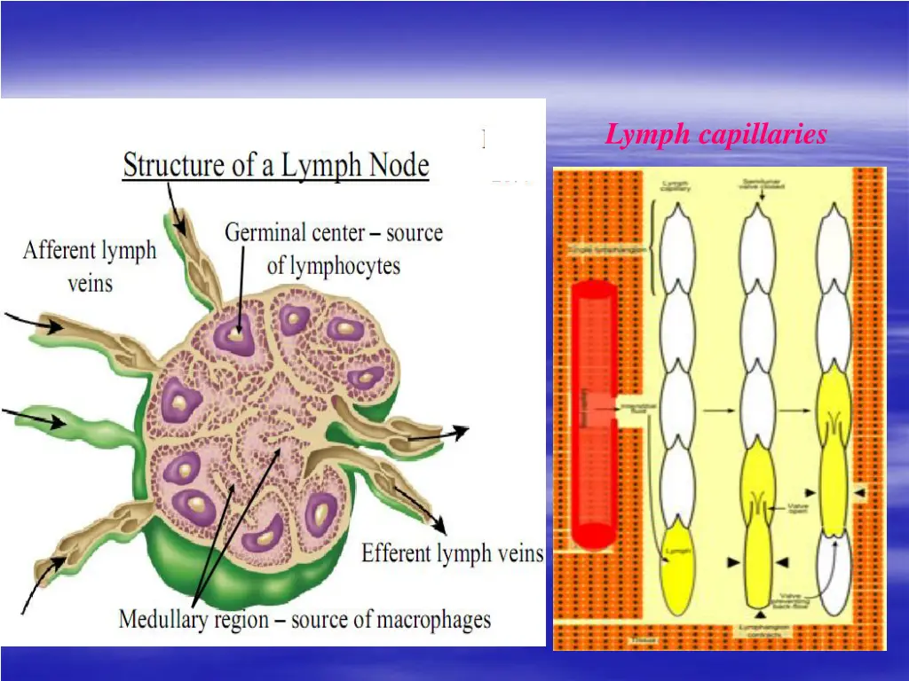 lymph capillaries
