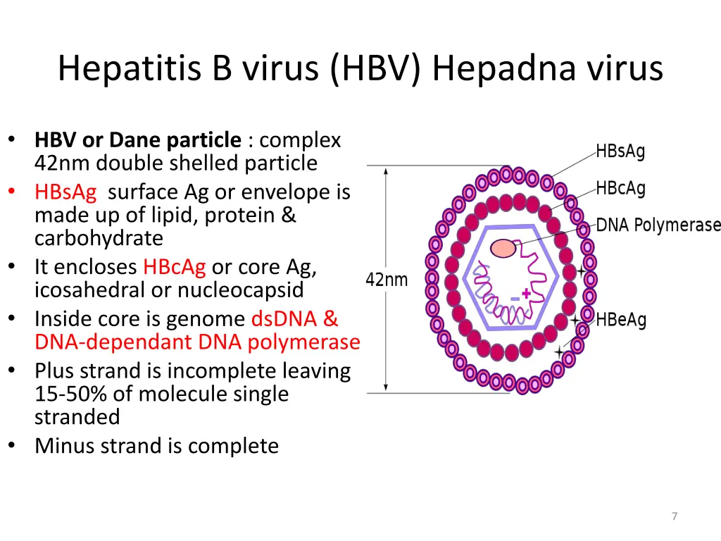 hepatitis b virus hbv hepadna virus